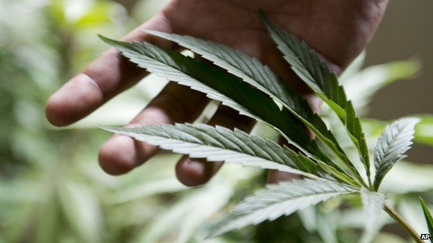 Cannabis grower in Uruguay