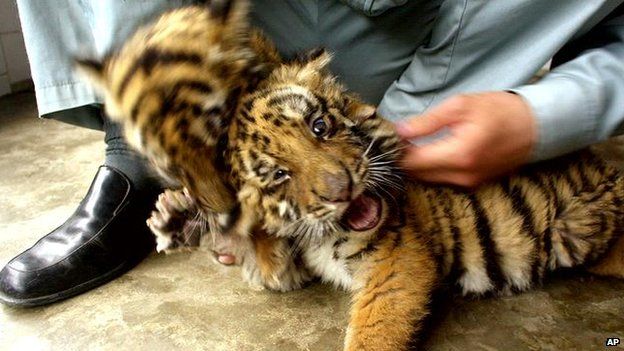 South China Tiger cubs play with a zoo worker at a nursery compartment at Shanghai Zoo (File photo)