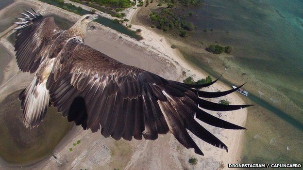 Drone photography eagle