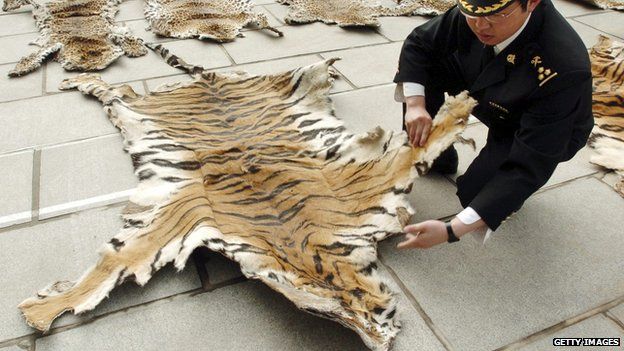 Chinese customs official with tiger skin