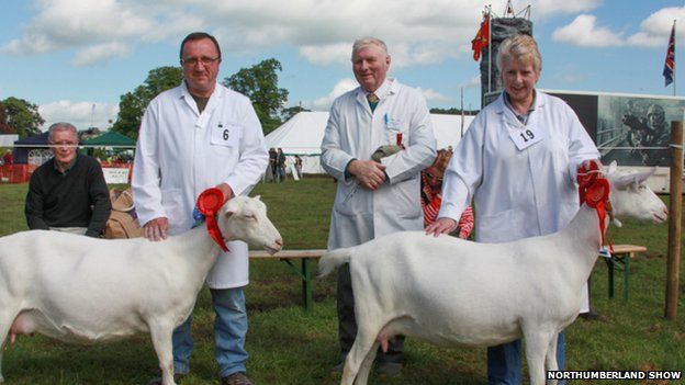 Lamb judging at the Northumberland Show
