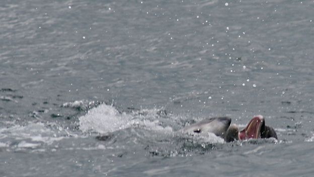 Dolphin attack