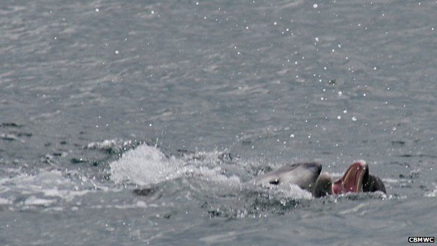 Dolphin attacks on Cardigan Bay porpoises baffle experts - BBC News