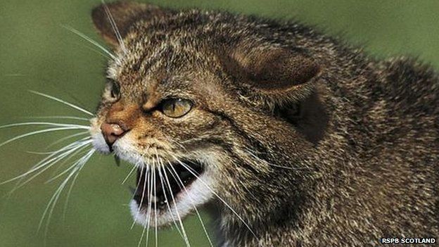 Wildcat conservation project given almost £1m - BBC News