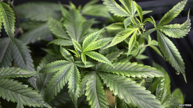 Cannabis doubles the risk of paranoia, suggests study - BBC News