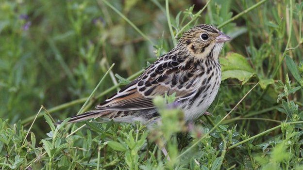 Software Can Decode Bird Songs c News