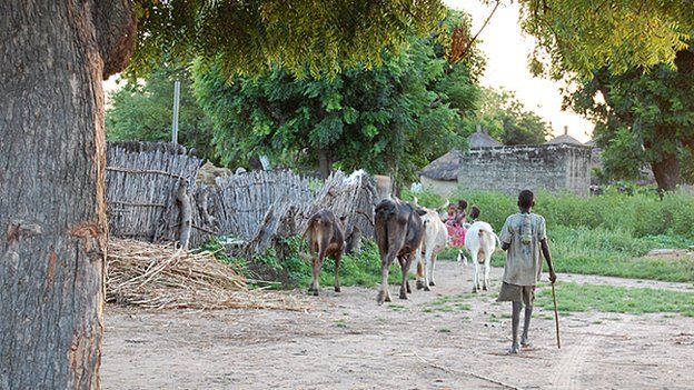 A boy walks his cows to pasture