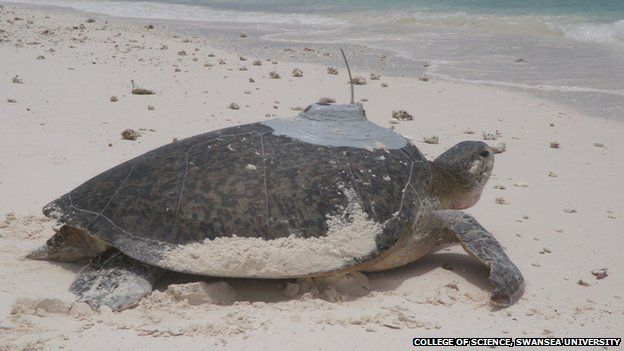 Green sea turtle with tracker device