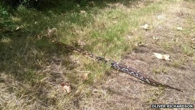 Snakes discovered in Plashet Park in East Ham - BBC News