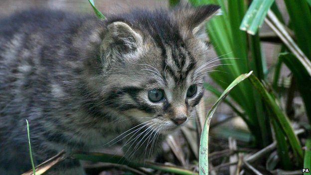Scottish wildcat kitten