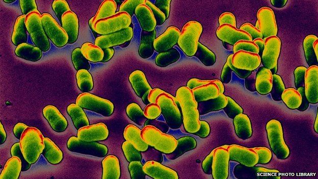 pneumonic plague bacteria