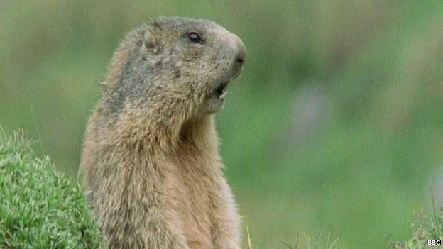 Picture of a marmot from the BBC series Walk on the Wild Side