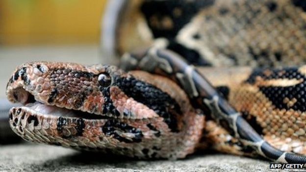 Missing Skelmersdale snake found in owner's house - BBC News