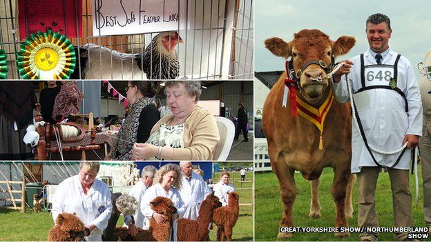 Prize-winning cattle and alpaca