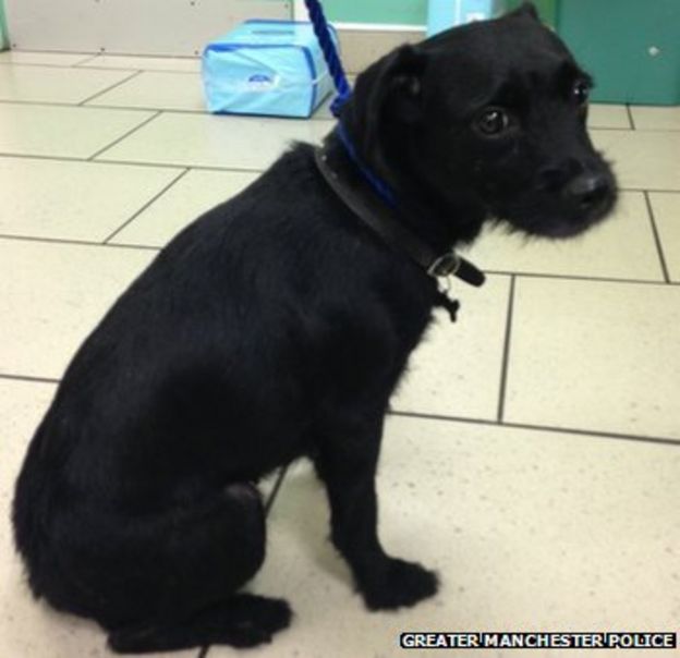 Dog walker badly injured in Bolton attack BBC News