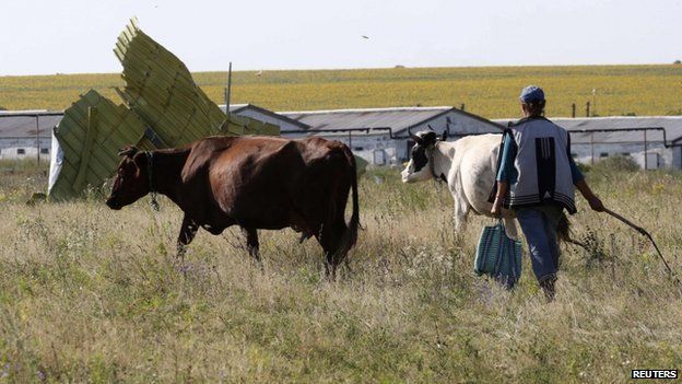 Cows graze near wreckage at the crash site of Malaysia Airlines Flight MH17 near the village of Grabove (Grabovo), Donetsk region July 26, 2014.