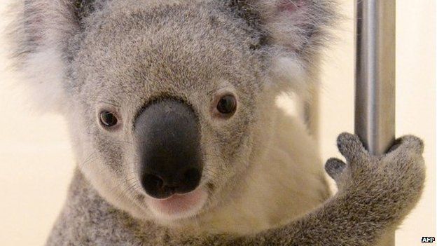Timberwolf the koala receiving treatment at Australia Zoo