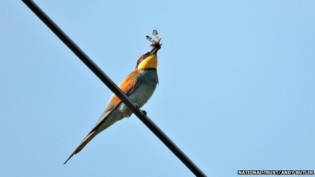 Bee-eater with a dragon fly at Wydcombe, Isle of Wight