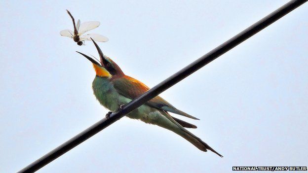 Bee-eater catching a dragon fly at Wydcombe, Isle of Wight