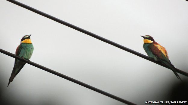 The pair of bee-eaters at Wydcombe, Isle of Wight