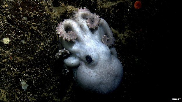 Deep-sea octopus