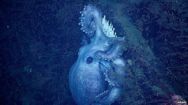 Deep-sea octopus and her eggs