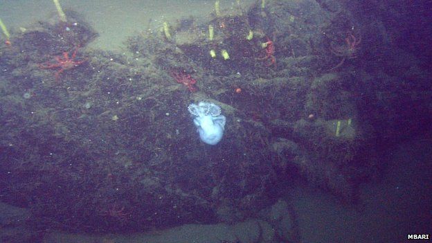 Deep-sea octopus on a ledge