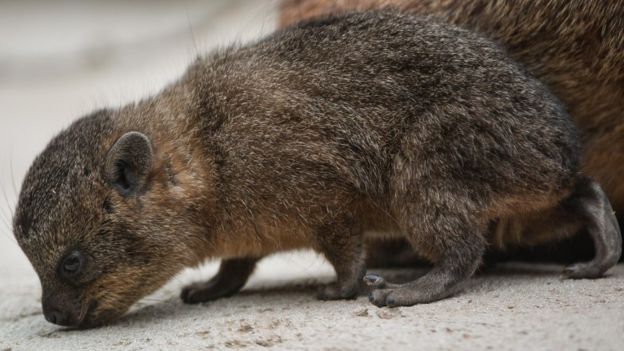 Rock Hyraxes: 'Little brothers of the elephant' born - BBC Newsround