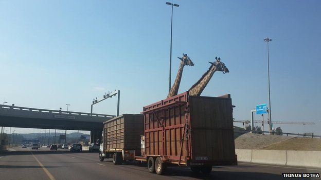 Two giraffes on the Johannesburg N1 highway