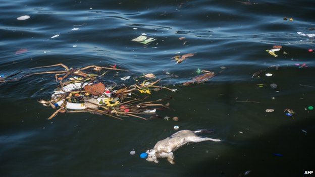 A dead cat floats on the dark waters of Guanabara Bay