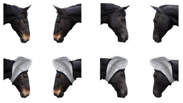Horse images used in a study of horse communication