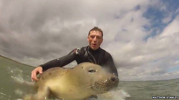 seal surf