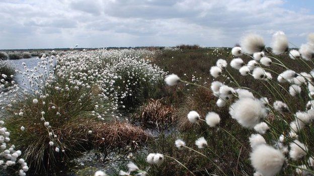 Cotton Grass at Humberhead Peatlands