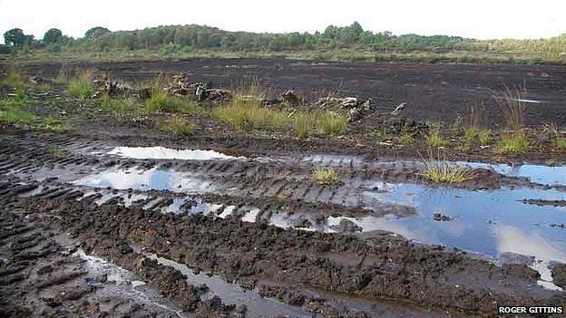 Lindow Moss, where the bog body was found