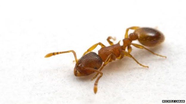 Ant colony personalities shaped by environment BBC News