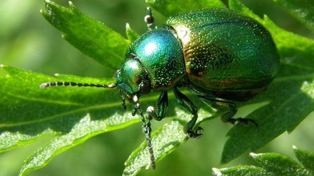 Tansy beetle