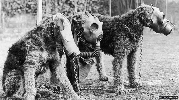 Gas mask dogs