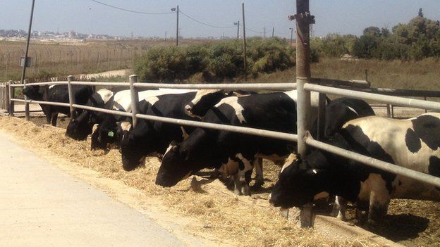 Cows on the Israeli border with the Gaza Strip