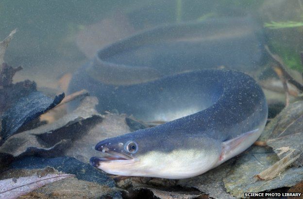 A European eel (generic image)