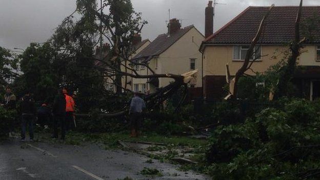 Tree damaged by winds in Hull
