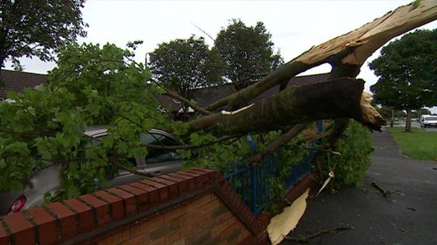 Car crushed by fallen tree in Hull