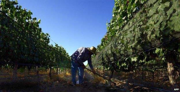 Malbec vineyard in Argentina