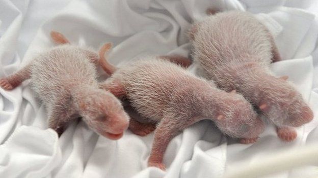 Newborn panda triplets.