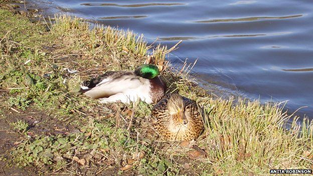 Leicester Park Warns Over Feeding Ducks Bread After Disease Outbreak 