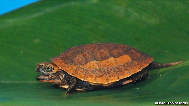 Rare Vietnamese Box Turtle Hatches At Bristol Zoo - Bbc News