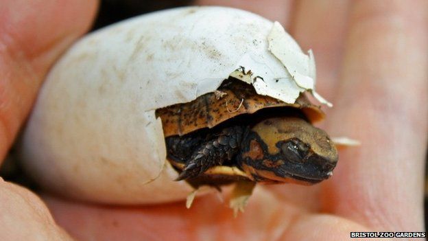 Rare Vietnamese box turtle hatches at Bristol Zoo - BBC News