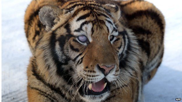 Bengal Tiger in New York 