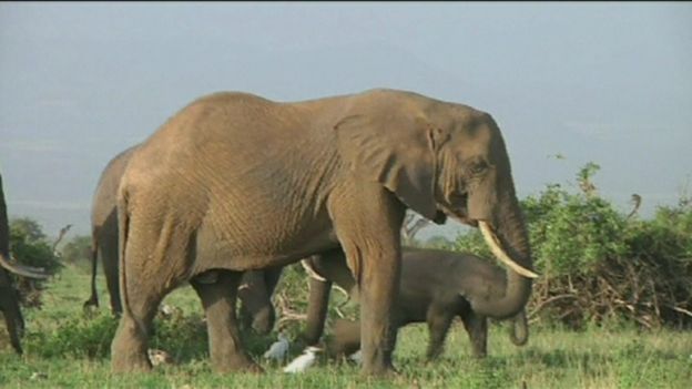 Trump Puts Elephant Trophy Imports On Hold Bbc News 7497