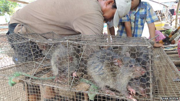 Picture of rats being sold at the Cambodia-Vietnam border