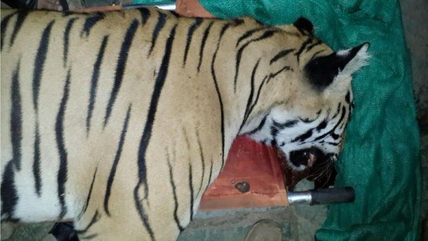 The tiger shot dead in Maharashtra on 19 August 2014
